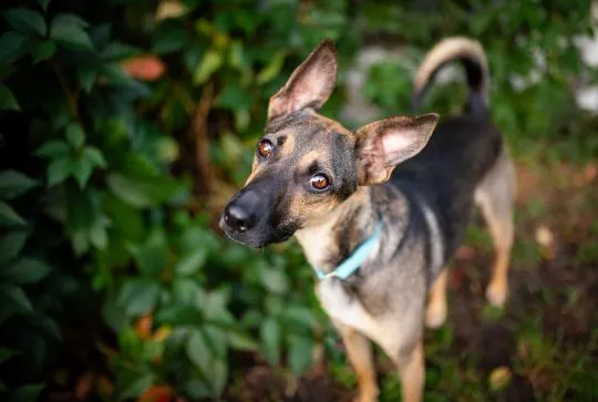 Dingo - zwykły niezwykły psiak szuka domu  Dingo to psiak w wieku około 3/4 lata. Sredniaczek o wadze około 15 kg, , Warszawa