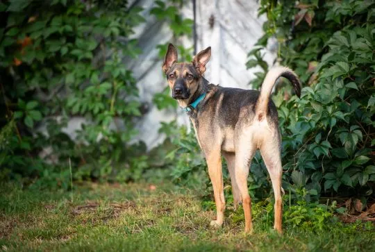Dingo - zwykły niezwykły psiak szuka domu  Dingo to psiak w wieku około 3/4 lata. Sredniaczek o wadze około 15 kg, , Warszawa