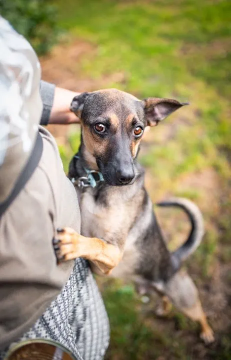 Dingo - zwykły niezwykły psiak szuka domu Dingo to psiak w wieku około 3/4 lata. Sredniaczek o wadze około 15 kg, , Warszawa