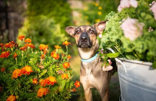 Dingo - zwykły niezwykły psiak szuka domu  Dingo to psiak w wieku około 3/4 lata. Sredniaczek o wadze około 15 kg, , Warszawa