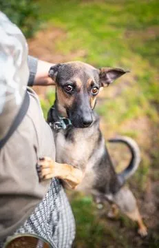 Dingo - zwykły niezwykły psiak szuka domu  Dingo to psiak w wieku około 3/4 lata. Sredniaczek o wadze około 15 kg, , Warszawa