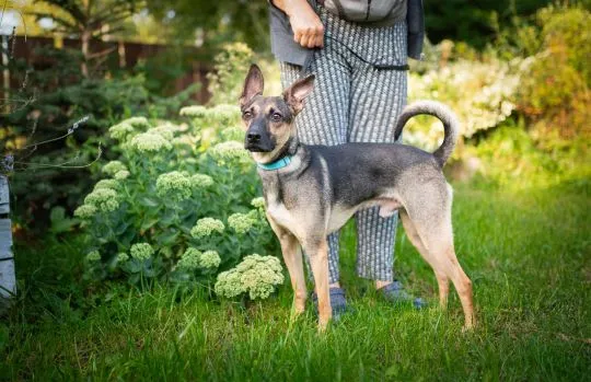 Dingo - zwykły niezwykły psiak szuka domu  Dingo to psiak w wieku około 3/4 lata. Sredniaczek o wadze około 15 kg, , Warszawa