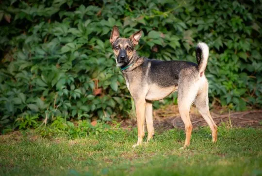 Dingo - zwykły niezwykły psiak szuka domu  Dingo to psiak w wieku około 3/4 lata. Sredniaczek o wadze około 15 kg, , Warszawa