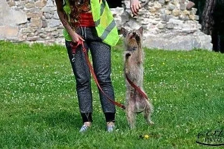 Cudak mały psiak szuka mądrego domku!!! PIlne,  do