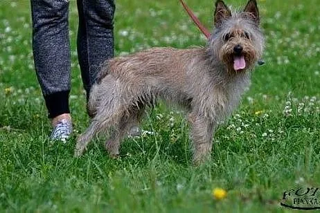 Cudak mały psiak szuka mądrego domku!!! PIlne,  do