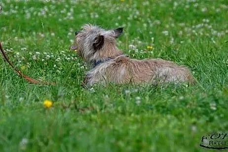 Cudak mały psiak szuka mądrego domku!!! PIlne,  do