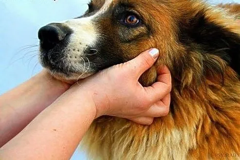 SZEJK piękny, oryginalny mix owczarka, bardzo przy