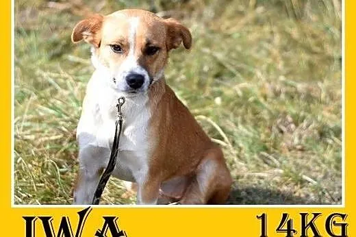 14kg,delikatna,łagodna,tulaśna,grzeczna,wesoła suczka IWA.Adopcja,  małopolskie Kraków