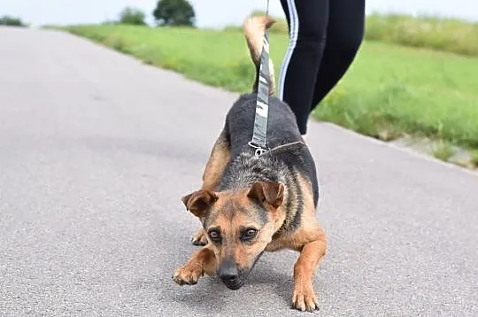 3-letni, niewielki Zefir szuka domu!, Śląskie, Zawiercie