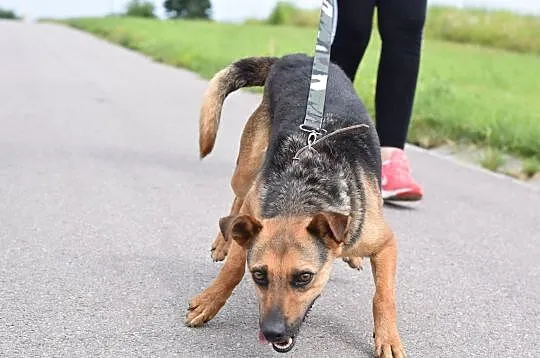 3-letni, niewielki Zefir szuka domu!, Śląskie, Zawiercie