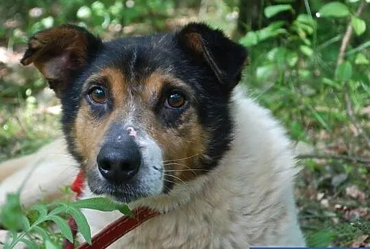 Miłek, staruszek który stracił nadzieję. 10 lat w schronisku
