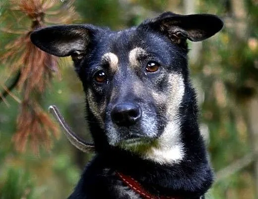 Daisy-przeciętny kundelek z bardzo kochającym serd