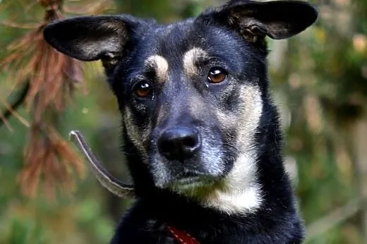 Daisy-przeciętny kundelek z bardzo kochającym serd
