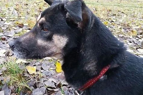 Daisy-przeciętny kundelek z bardzo kochającym serd