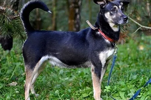 Daisy-przeciętny kundelek z bardzo kochającym serd