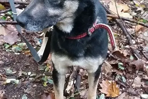 Daisy-przeciętny kundelek z bardzo kochającym serd