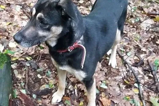Daisy-przeciętny kundelek z bardzo kochającym serd