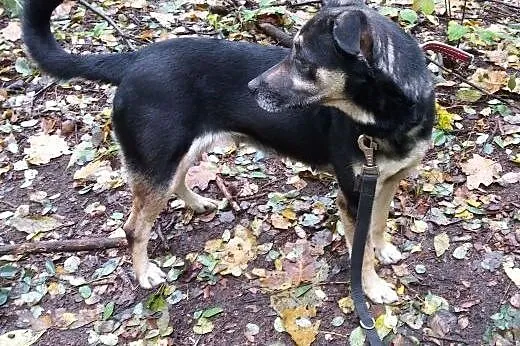 Daisy-przeciętny kundelek z bardzo kochającym serd