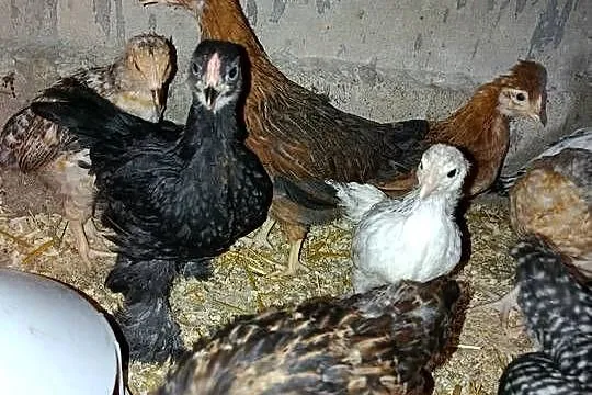 Kurczaki 16 tygodni mix w tym z kolorowym jajkiem, Wielkopolskie, Lipka