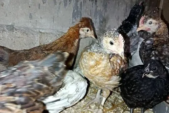 Kurczaki 16 tygodni mix w tym z kolorowym jajkiem, Wielkopolskie, Lipka