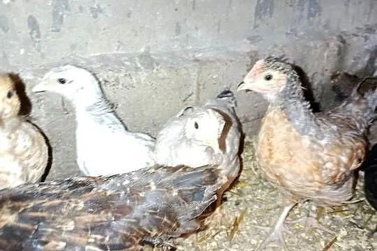 Kurczaki 16 tygodni mix w tym z kolorowym jajkiem, Wielkopolskie, Lipka