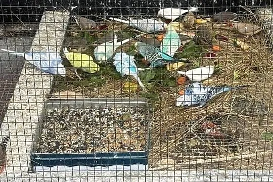 Papugi faliste Niny swiergotki, Lubelskie, Trawniki