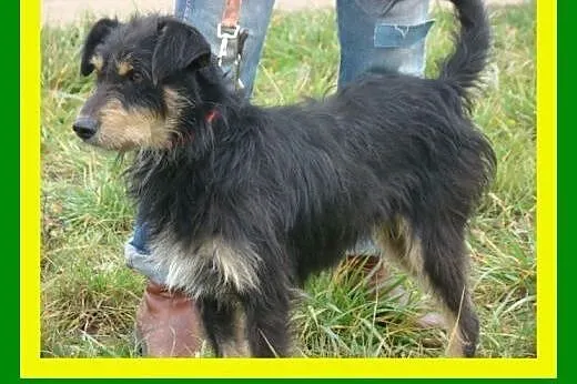Łagodny,pogodny,grzeczny,przytulaśny,kochany,piese