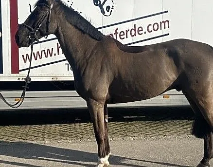 Ogier arabski, ,