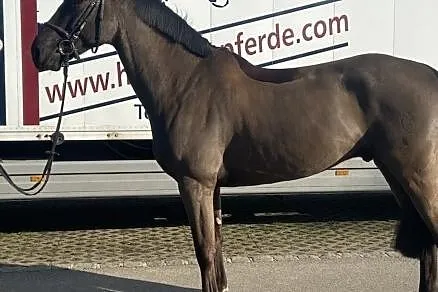 Ogier arabski, , 