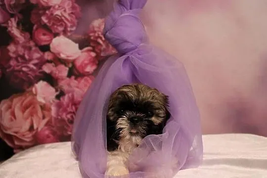 Szczeniak shihtzu