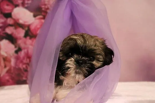 Szczeniak shihtzu, Wielkopolskie, Poznań