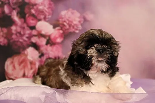 Szczeniak shihtzu, Wielkopolskie, Poznań