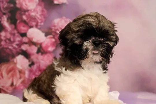 Szczeniak shihtzu, Wielkopolskie, Poznań