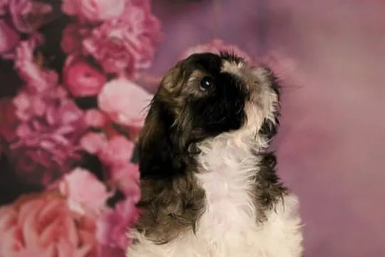 Szczeniak shihtzu, Wielkopolskie, Poznań
