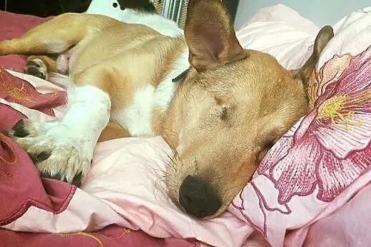 Ten pies skradnie Twoje serce,  dolnośląskie Wrocł