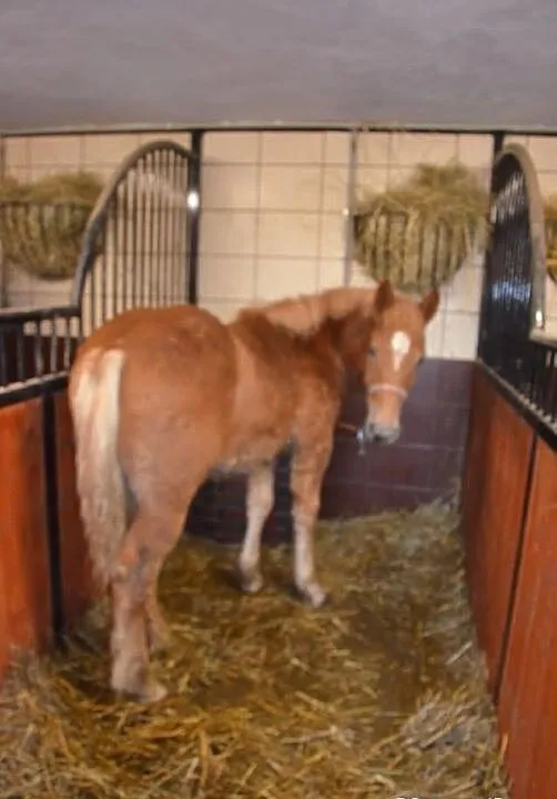 Sprzedam klacz zimnokrwistą z źróbkiem lub osobno