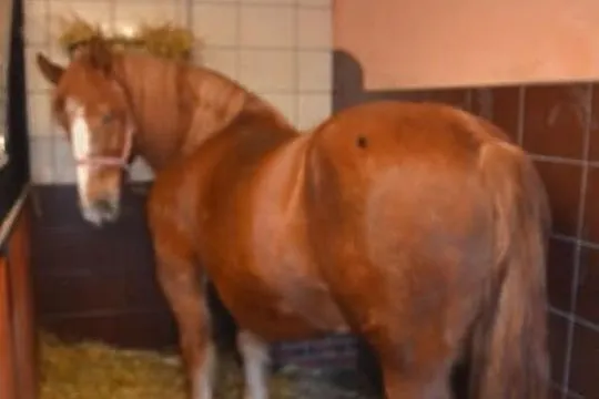 Sprzedam klacz zimnokrwistą z źróbkiem lub osobno