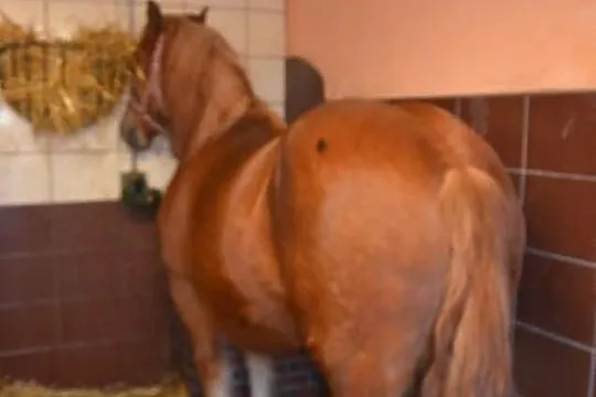 Sprzedam klacz zimnokrwistą z źróbkiem lub osobno