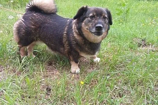 KULKA-malutka,wysterylizowana,adopcja!!,  świętokrzyskie Kielce