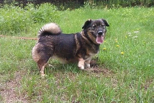 KULKA-malutka,wysterylizowana,adopcja!!,  świętokr