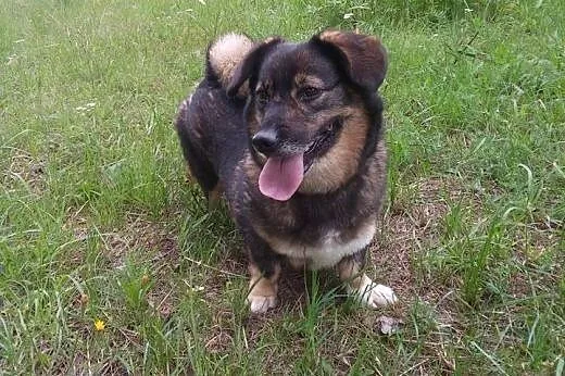 KULKA-malutka,wysterylizowana,adopcja!!,  świętokr
