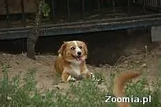 Malutka sunia szuka domu