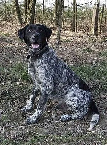 Lucky- młody psiak czeka na swoją rodzinę, pomors