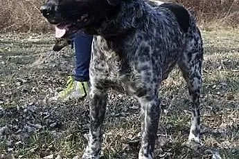 Lucky- młody psiak czeka na swoją rodzinę,  pomors
