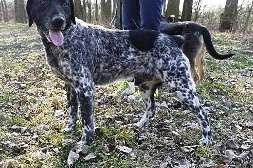 Lucky- młody psiak czeka na swoją rodzinę,  pomors