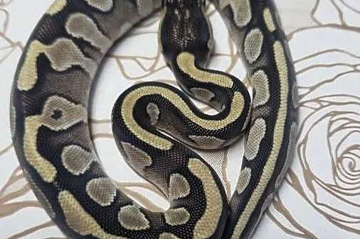 Wąż pyton królewski, python regius samica