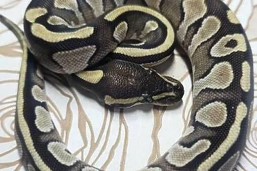 Wąż pyton królewski, python regius samica, Dolnośląskie, Wrocław