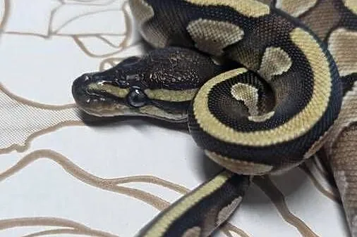 Wąż pyton królewski, python regius samica, Dolnośląskie, Wrocław