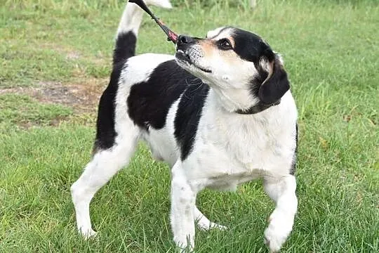 Uroczy młody Tobi szuka domu!, , Głogów
