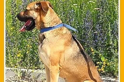 BRITA-bokser mix,wesoła,kontaktowa,przyjazna suczka.ADOPCJA